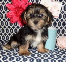 Two Morkie Pups, Very Healthy