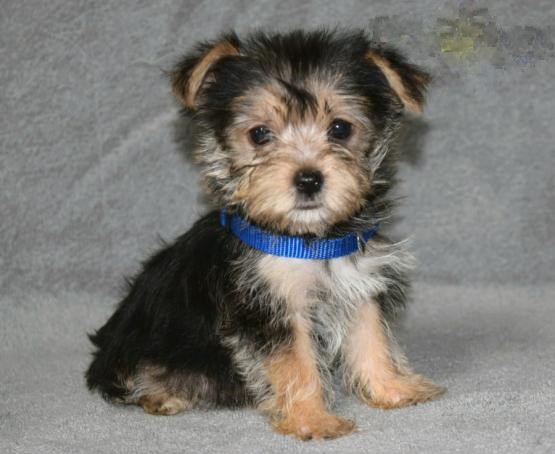 13 weeks old Morkie Pups *Trained* Image eClassifieds4u
