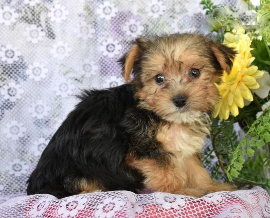 Adorable Morkie Puppies-Male/Female left!! Image eClassifieds4u
