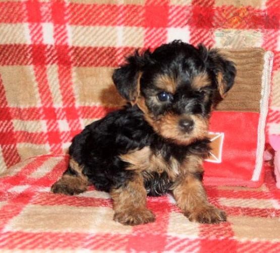 Like Morkies?Cutest Morkie Available Image eClassifieds4u