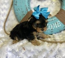 CKC Reg'd Morkie Puppies- 2 LEFT Image eClassifieds4U