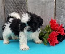 CKC Reg'd Shih Tzu Puppies- 2 LEFT Image eClassifieds4U