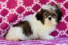 Healthy adorable *Shih Tzu* puppies! Image eClassifieds4U