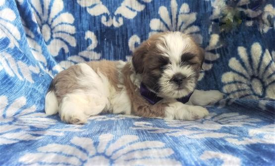 Only 2 available! Shih Tzu pups! **Vaccinated** Image eClassifieds4u