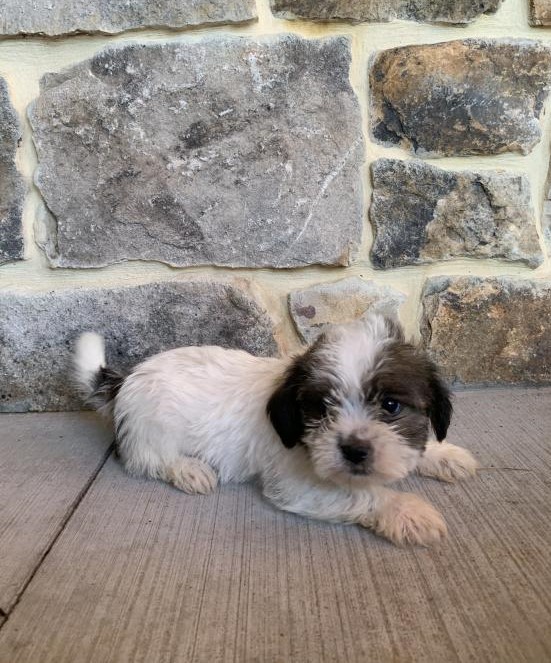 Shih Tzu Puppies ready to go home! Health Guarantee Incl. Image eClassifieds4u