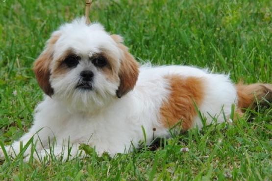 Two Shih Tzu Pups, Very Healthy Image eClassifieds4u