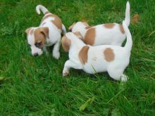 Ckc Male and Female Jack Russell Puppies for adoption