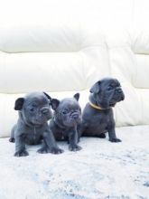 Blue Color French Bulldog Puppies for Adoption @ moderate Price
