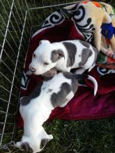 Blue Nose American Pit Bull Terrier Pups available for adoption