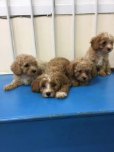 Cavapoo puppies seeking new homes. Hurry now and contact