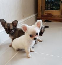 Chihuahua puppies seeking new homes. Hurry now and Text me at (437) 536-6127 for more info