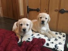 Ckc Male and Female Labrador Retriever Puppies for adoption