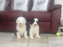 English Sheep Dog Puppies for adoption Very little Adoption fee needed