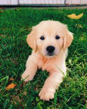 Golden Retriever puppies for adoption.(306) 500-3579