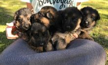 Healthy and trained German Shephered puppies for adoption