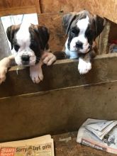 Healthy Male and female Boxer puppies for Re-Homing