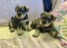 Miniature Schnauzer Puppies for adoption