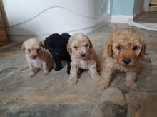 Toy poodle puppies seeking new homes. Hurry now and contact