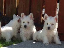 Wesh Highland Terrier puppies for adoption . Hurry now and get urs