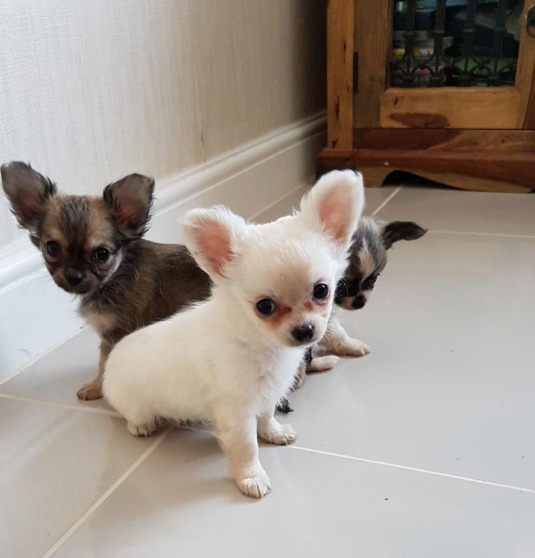 Chihuahua puppies seeking new homes. Hurry now and Text me at (437) 536-6127 for more info Image eClassifieds4u