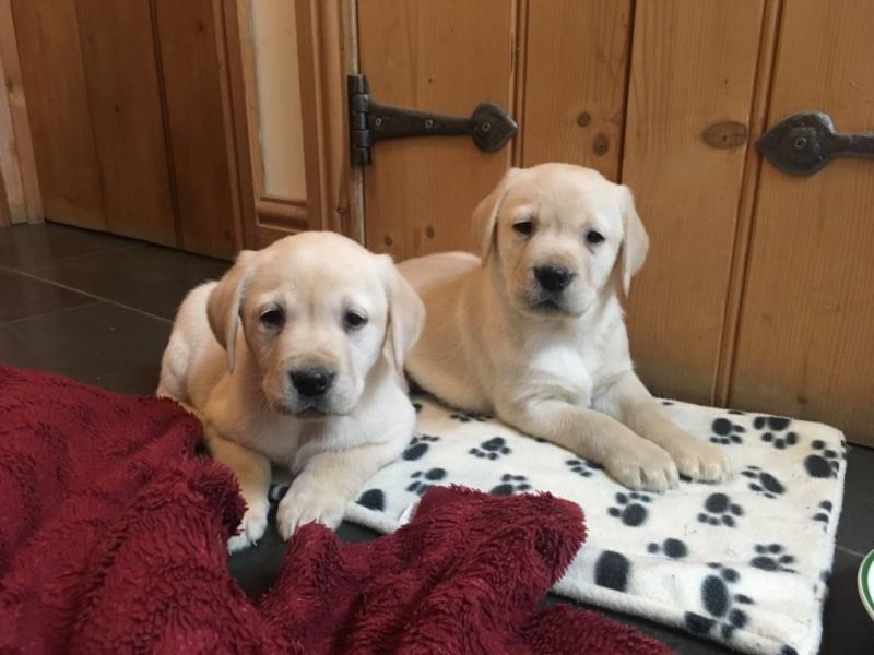 Ckc Male and Female Labrador Retriever Puppies for adoption Image eClassifieds4u
