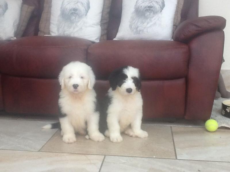 English Sheep Dog Puppies for adoption Very little Adoption fee needed Image eClassifieds4u