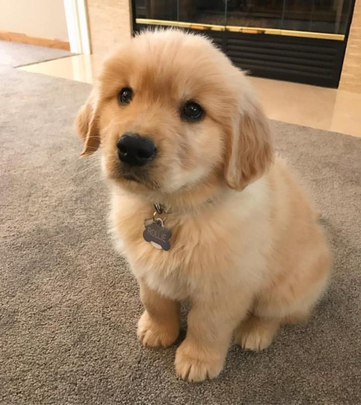 Golden Retriever puppies for adoption.(306) 500-3579 Image eClassifieds4u