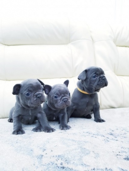 Lovely pure breed French Bulldog puppies for sale at moderate price. Image eClassifieds4u