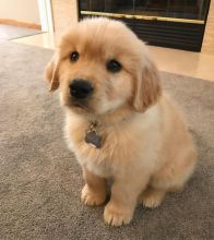 Golden Retriever puppies for adoption.(306) 500-3579 Image eClassifieds4U