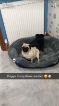 Purebred Pug Puppy for adoption. Very little Adoption fee needed Image eClassifieds4U