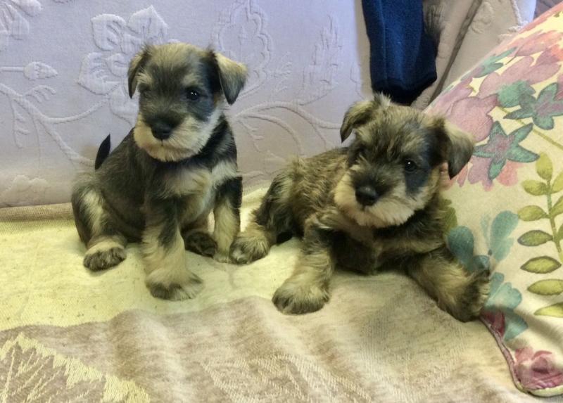 Miniature Schnauzer Puppies for adoption Image eClassifieds4u