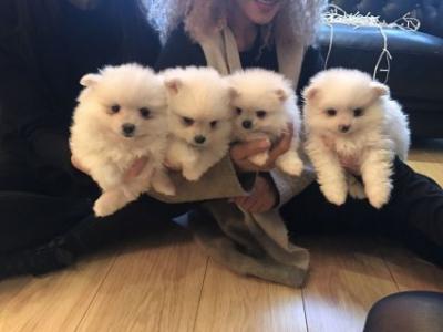 Pomeranian Pups available for adoption . Hurry now and Text me at (437) 536-6127 for more info Image eClassifieds4u