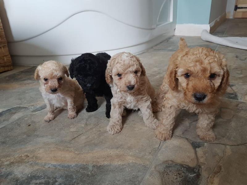 Toy poodle puppies seeking new homes. Hurry now and contact Image eClassifieds4u