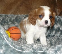 A stunning, sweet, happy Cavalier King Charles Spaniel!