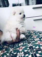 Admirable Pomeranian Puppies Text +1 (612) 564-0296
