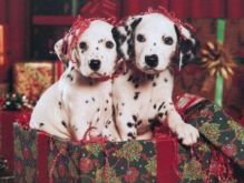 Beautiful A KC registered Dalmatian puppies