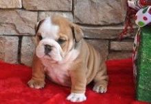 Ckc registered English Bulldog puppies