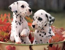 Dalmatian Puppies for Adoption