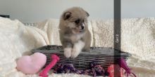 Kc Registered Pomeranian Puppies Text +1 (612) 564-0296