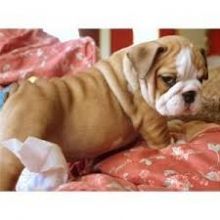 Super Adorable English Bulldog Puppies