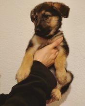 Super German Shepherd Pure Working Bloodlines Kc Text +1 (612) 564-0296