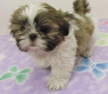 Two teacup Shih-Tzu puppies.