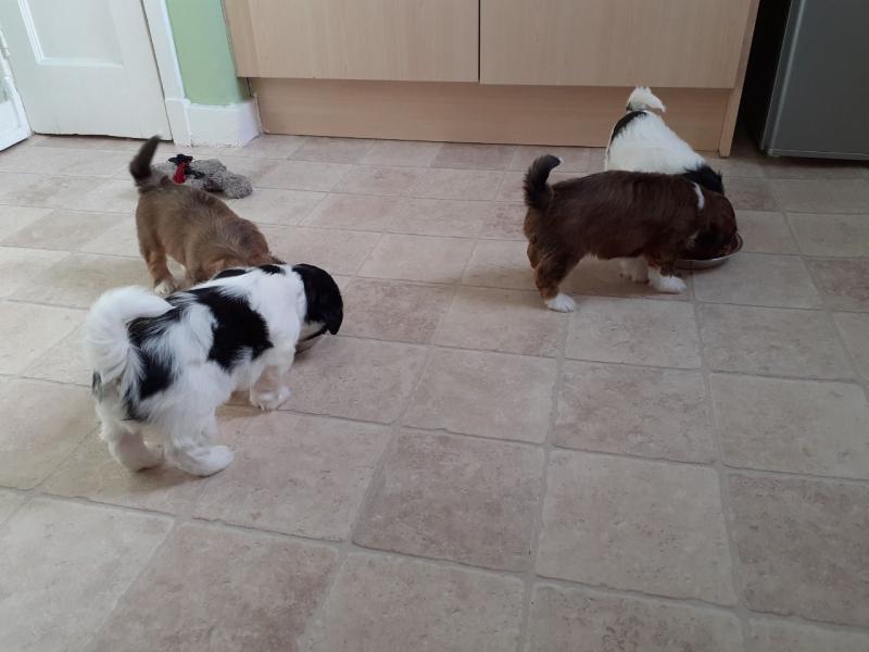Accomplished Lhasa Apso Puppies Text +1 (612) 564-0296 Image eClassifieds4u