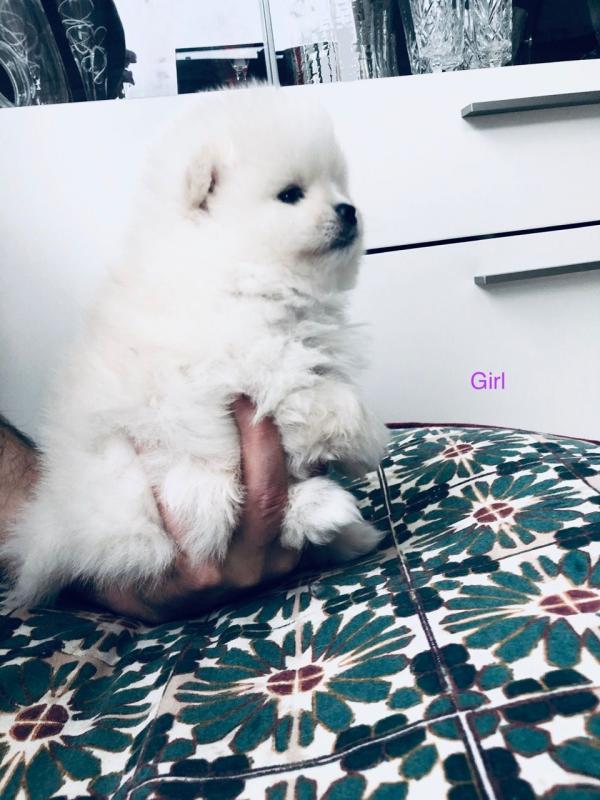 Admirable Pomeranian Puppies Text +1 (612) 564-0296 Image eClassifieds4u