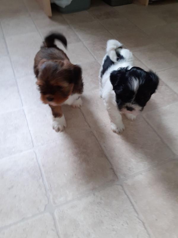 Gorgeous Kc Lhasa Apso Puppies Looking For Forever Homes Text +1 (612) 564-0296 Image eClassifieds4u
