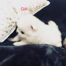 Admirable Pomeranian Puppies Text +1 (612) 564-0296 Image eClassifieds4u 2
