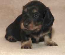 Gorgeous Dachshund puppies Image eClassifieds4U