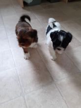 Kc Reg Lhasa Apso Puppies Text +1 (612) 564-0296 Image eClassifieds4u 2