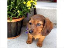 Long-Hair Dachshund Puppies Image eClassifieds4U