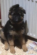 Super German Shepherd Pure Working Bloodlines Kc Text +1 (612) 564-0296 Image eClassifieds4u 2